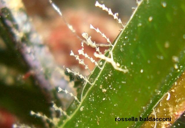 La Posidonia oceanica